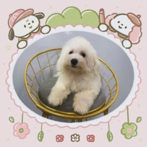 Bichon Frise