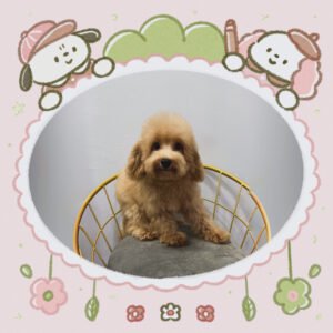 Toy Poodle