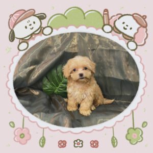 Maltipoo