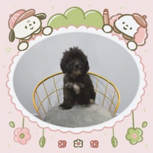 BichonPoo