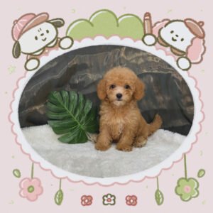 Toy Poodle
