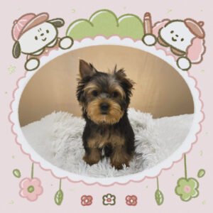 Yorkshire Terrier