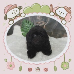 Toy Poodle