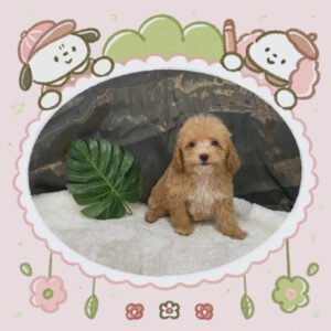 Toy Poodle