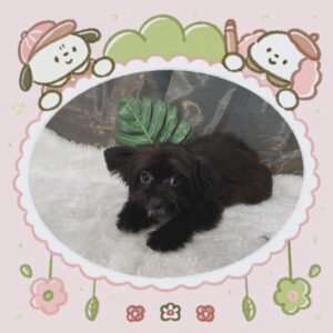 Toy PooChi