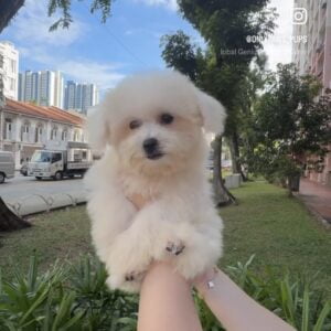 Bichon Frise