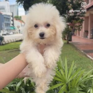 Maltipoo