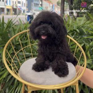 Toy Poodle