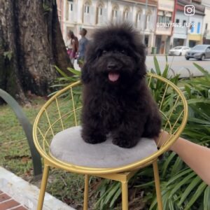 Toy Poodle