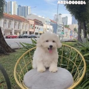 Bichon Frise