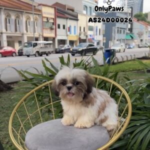 Shih Tzu