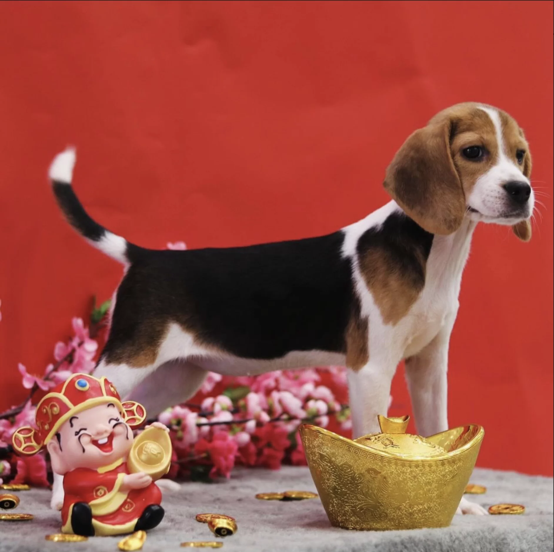 Mini Beagle OnlyPaws SG