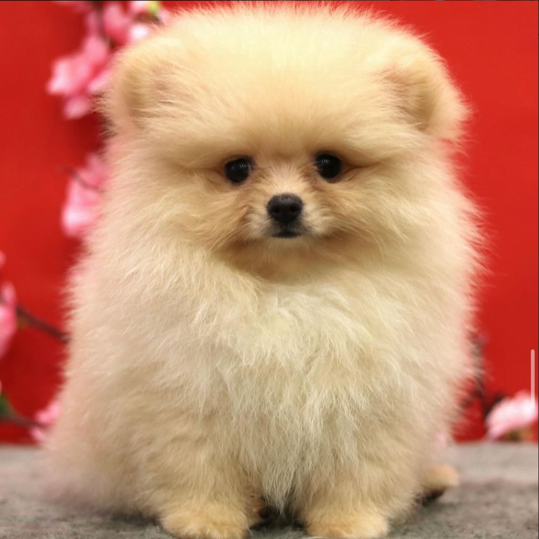 Pomeranian OnlyPaws SG
