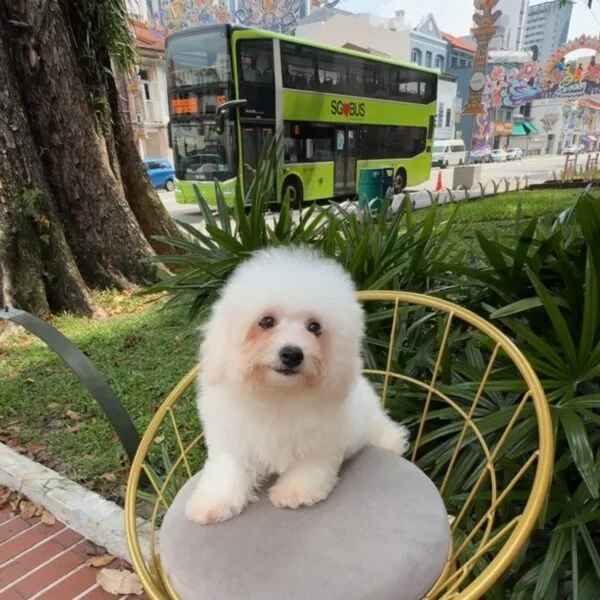 Bichon Frise