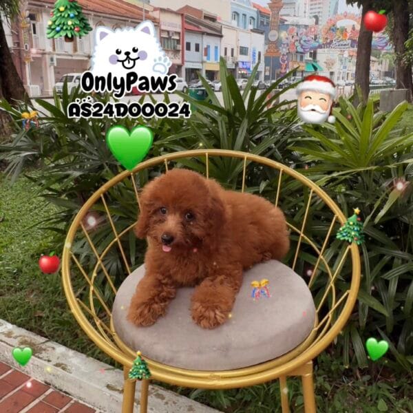 Pedigree Toy Poodle