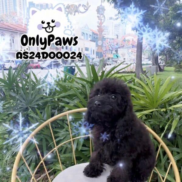 Pedigree Toy Poodle