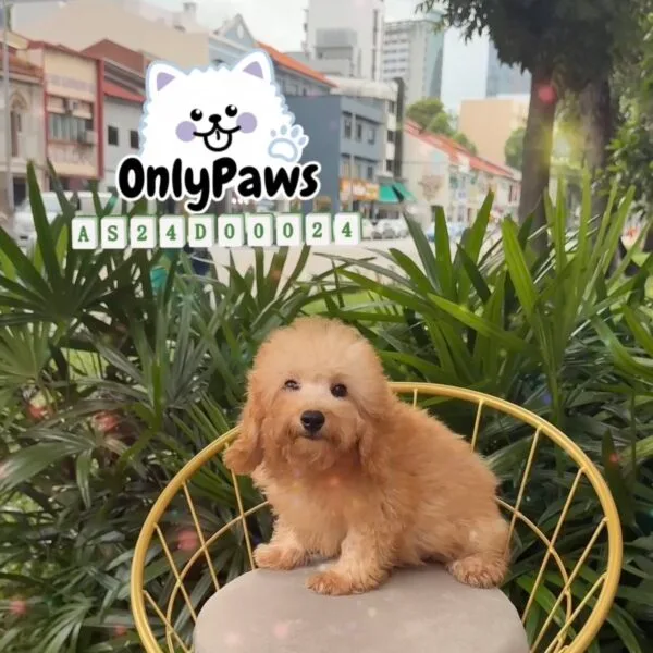 Pedigree Toy Poodle