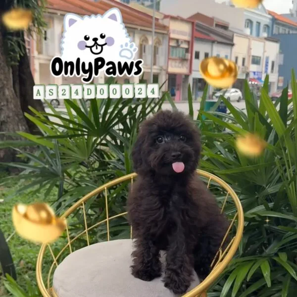 Pedigree Toy Poodle