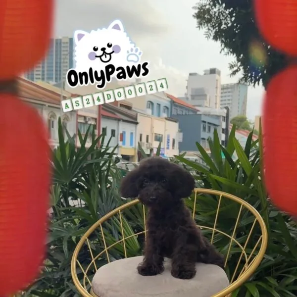 Pedigree Toy Poodle